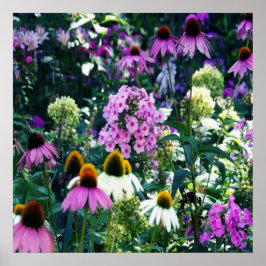 Pink Garden Phlox Landschaft mit Kone-Blume Poster