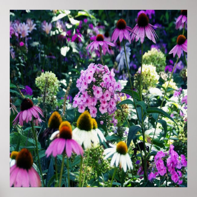 Pink Garden Phlox Landschaft mit Kone-Blume Poster (Vorne)