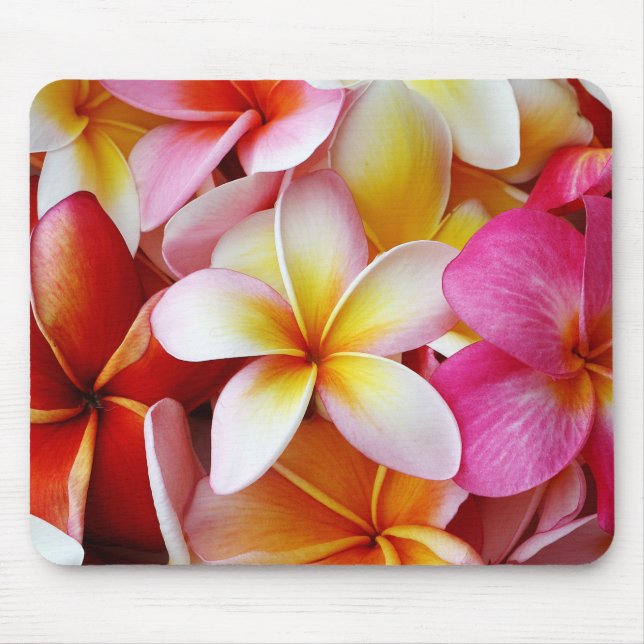 Pink-Gelb-Weiß-Mixed-Plumeria-Blume Mousepad (Vorne)