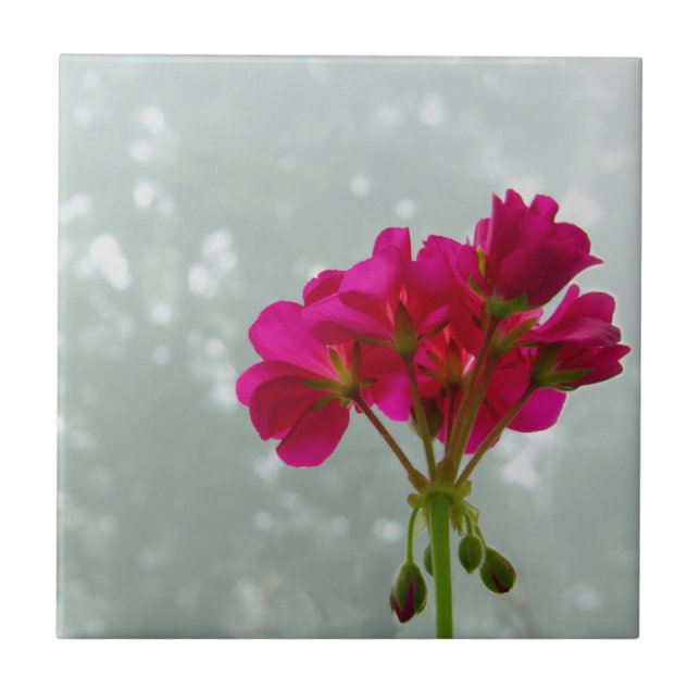 Pink Geranium Blume Bilderband Fliese (Vorderseite)