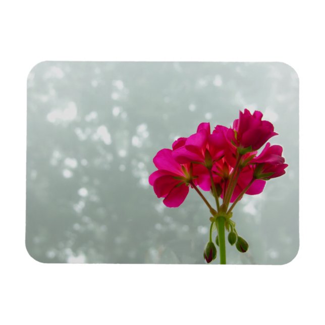 Pink Geranium Foto Magnet (Horizontal)