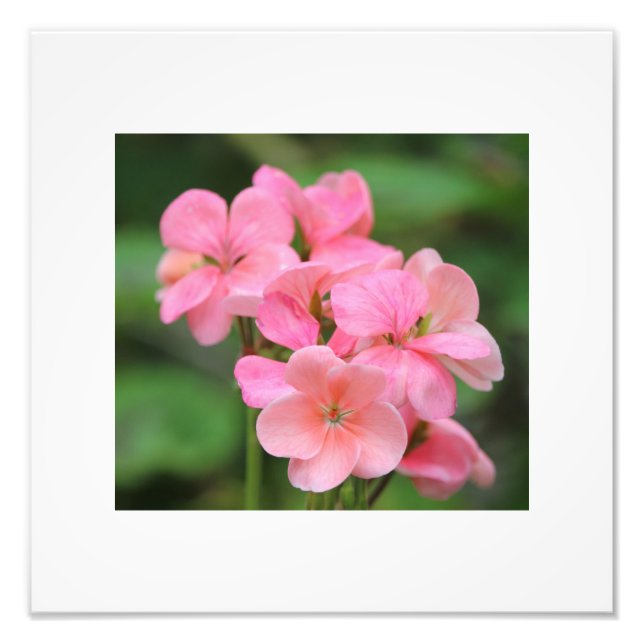 Pink Geranium Petals Fotodruck (Vorne)