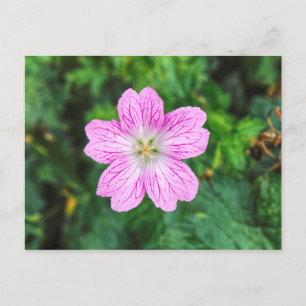 Pink Geranium Postcard Postkarte