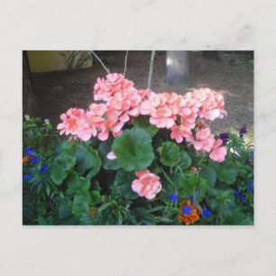 Pink Geranium Postcard Postkarte