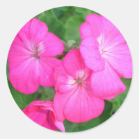 Pink Geranium Sticker
