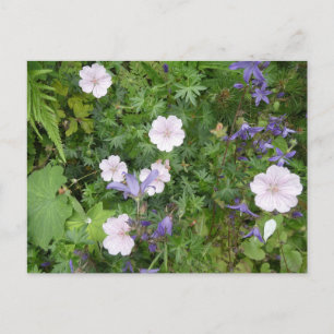 Pink Geraniums & Lila Campanula DIY Postkarte