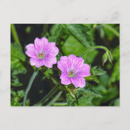 Pink Geraniums Postkarte