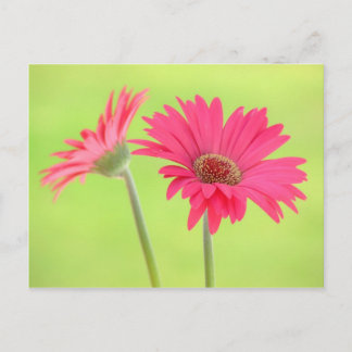 Pink Gerber Daisies auf Green Postkarte