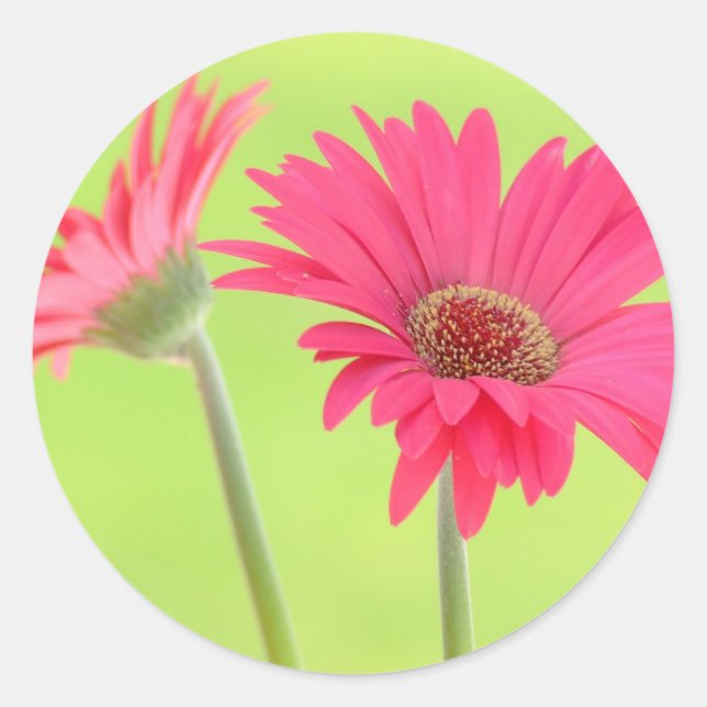 Pink Gerber Daisies auf Green Runder Aufkleber (Vorderseite)