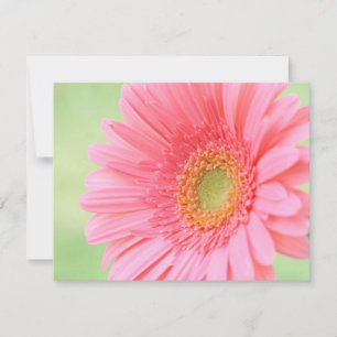Pink Gerber Daisy