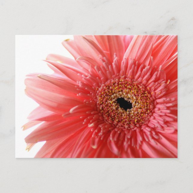 Pink Gerber Daisy Postcard Postkarte (Vorderseite)