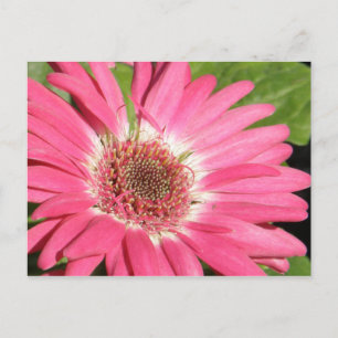 Pink Gerber Daisy Postkarte