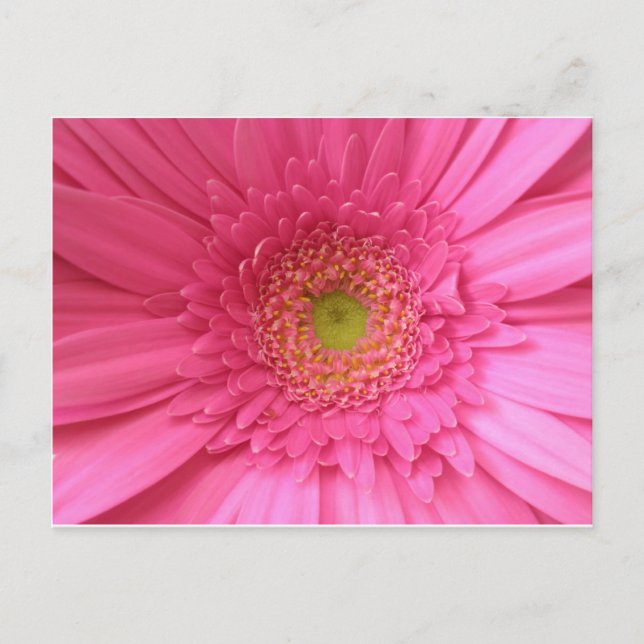 Pink Gerber Daisy Postkarte (Vorderseite)