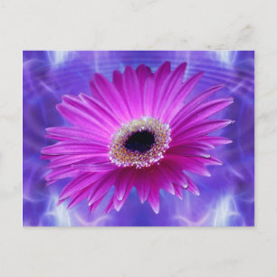 Pink Gerber Daisy Postkarte