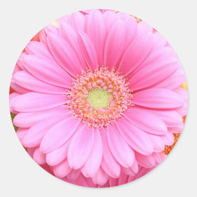 Pink Gerber Daisy Stickers (Vorderseite)
