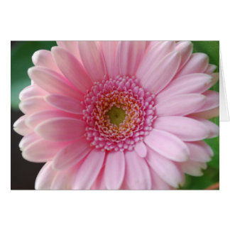 Pink Gerbera Card
