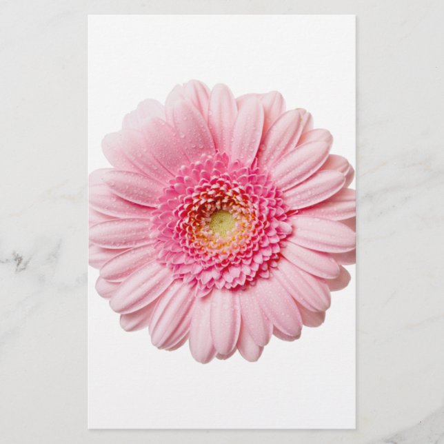 Pink Gerbera Daisy (Vorderseite)