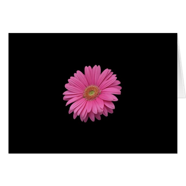 Pink Gerbera Daisy (Vorderseite (Horizontal))
