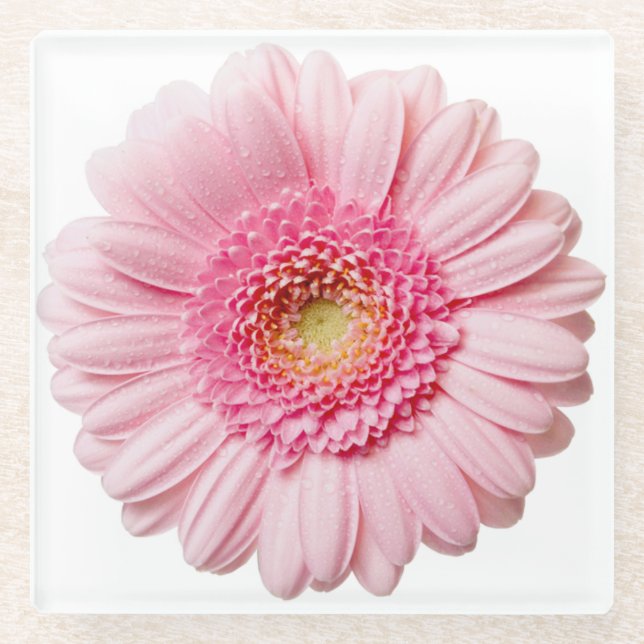 Pink Gerbera Daisy Blume Glass Untersetzer (Vorderseite)