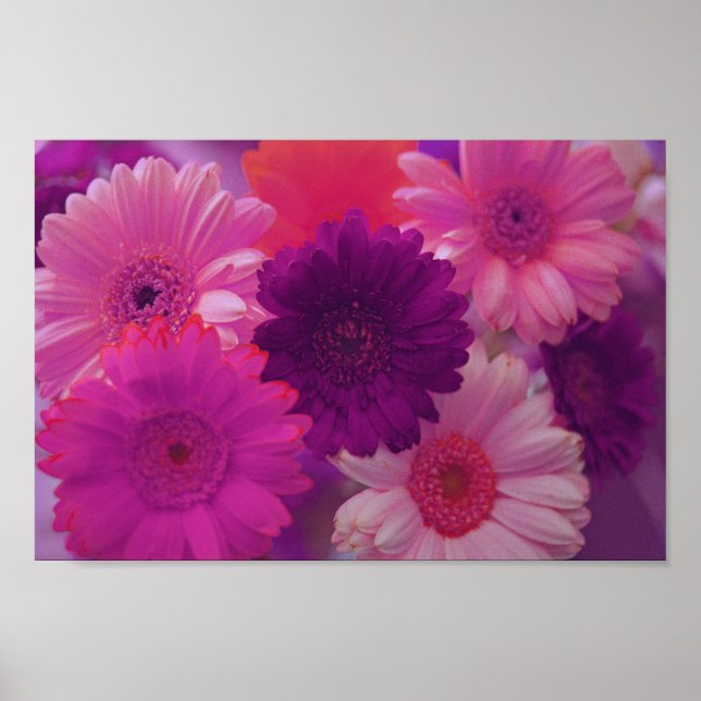 Pink Gerbera Daisy Blume Mauer Kunstdruckposter Poster (Vorne)