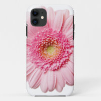 Pink Gerbera Daisy