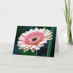 Pink Gerbera Daisy Grußkarte Karte
