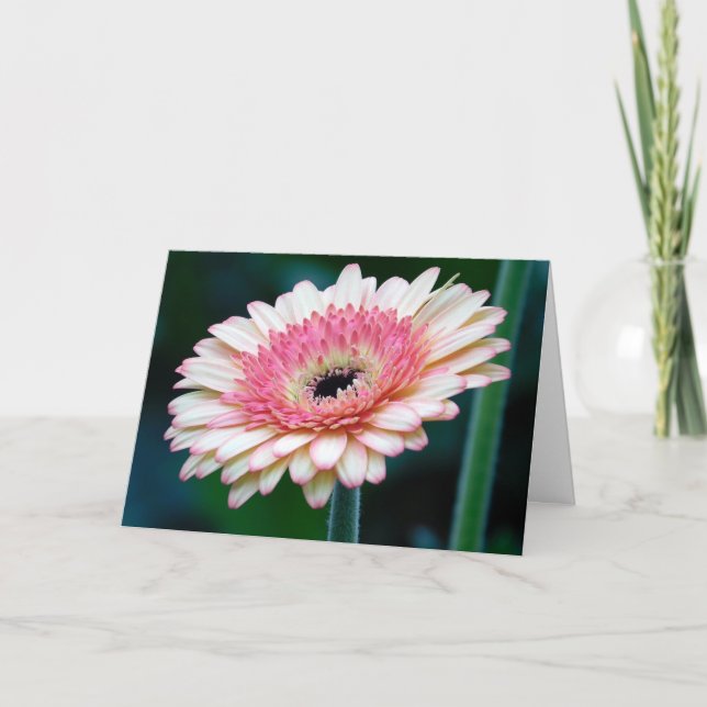Pink Gerbera Daisy Grußkarte Karte (Vorderseite)