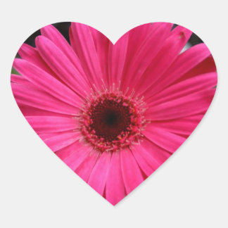 Pink Gerbera Daisy Heart Herz-Aufkleber