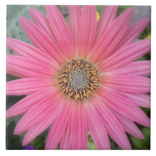 Pink Gerbera Daisy Keramik Tile Fliese