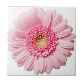 Pink Gerbera Daisy Keramik Tile Fliese