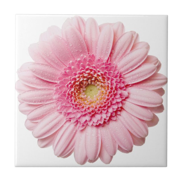 Pink Gerbera Daisy Keramik Tile Fliese (Vorderseite)