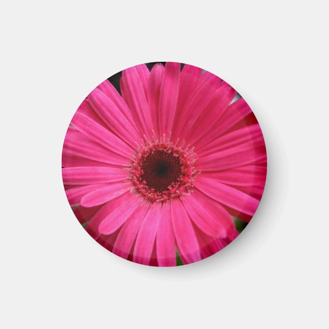 Pink Gerbera Daisy Magnet (Vorne)