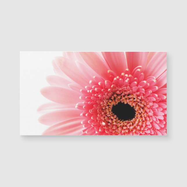 Pink Gerbera Daisy  Magnetkarte (Vorderseite)