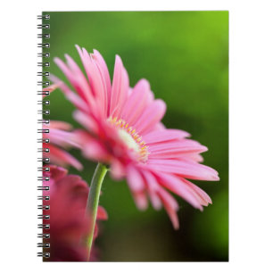 Pink Gerbera Daisy Notizblock
