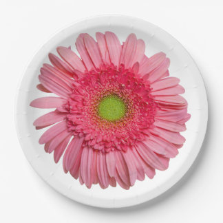 Pink Gerbera Daisy Pappteller