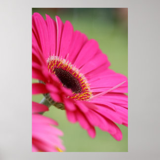 Pink Gerbera Daisy Poster Print