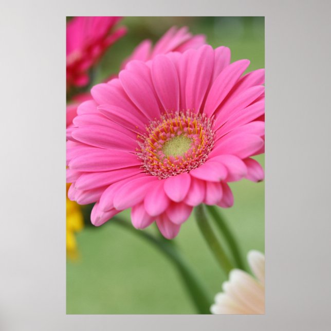 Pink Gerbera Daisy Poster Print (Vorne)