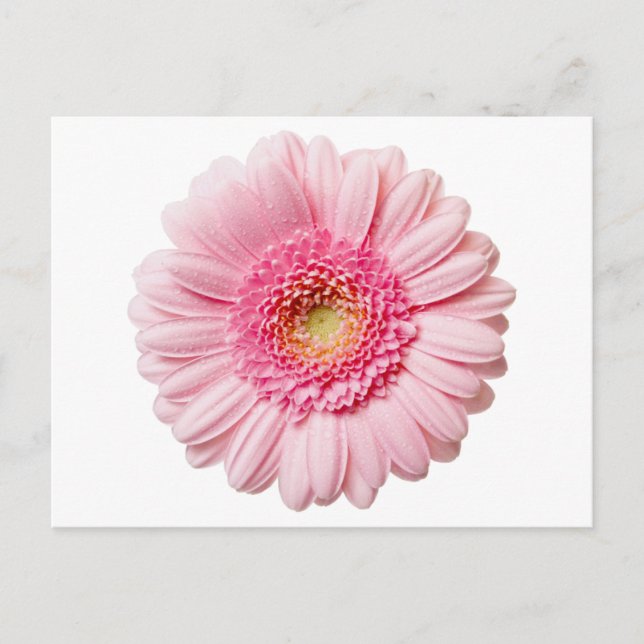 Pink Gerbera Daisy Postkarte (Vorderseite)