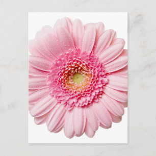 Pink Gerbera Daisy Postkarte