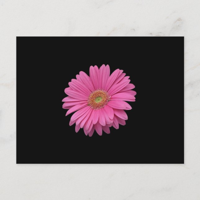 Pink Gerbera Daisy Postkarte (Vorderseite)
