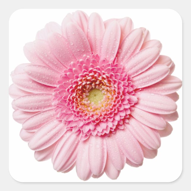 Pink Gerbera Daisy Quadratischer Aufkleber (Vorderseite)