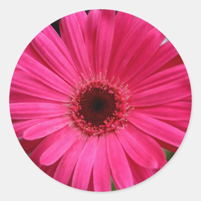 Pink Gerbera Daisy Runder Aufkleber (Vorderseite)