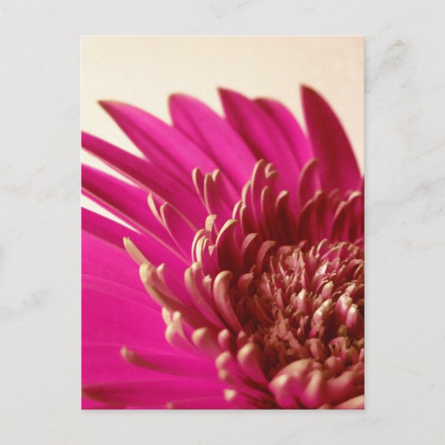 Pink Gerbera Postcard Postkarte (Vorderseite)