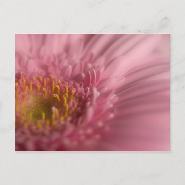 Pink Gerbera - Postkarte (Vorderseite)