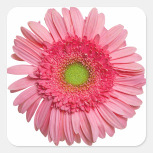Pink Gerbery Daisy Quadratischer Aufkleber