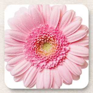 Pink Gerbery Daisy Untersetzer