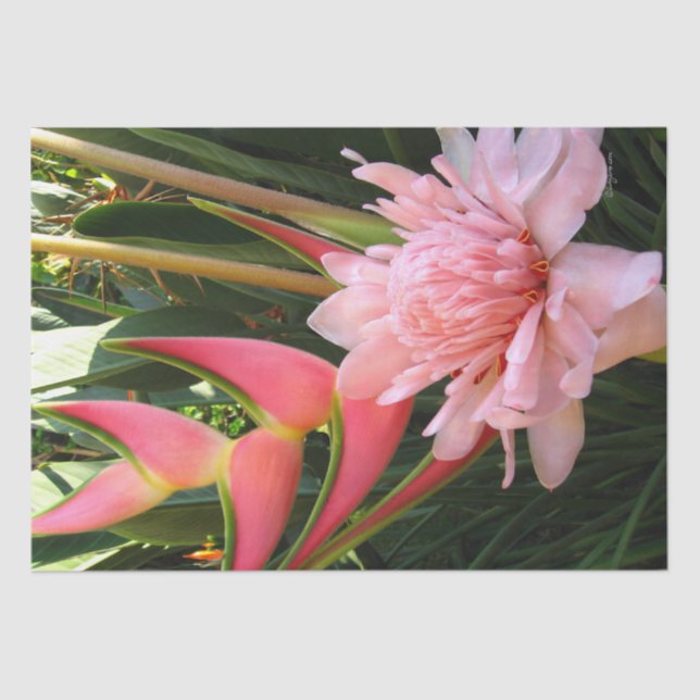 Pink Ginger Heliconia Tissue Paper Seidenpapier (Vorderseite)