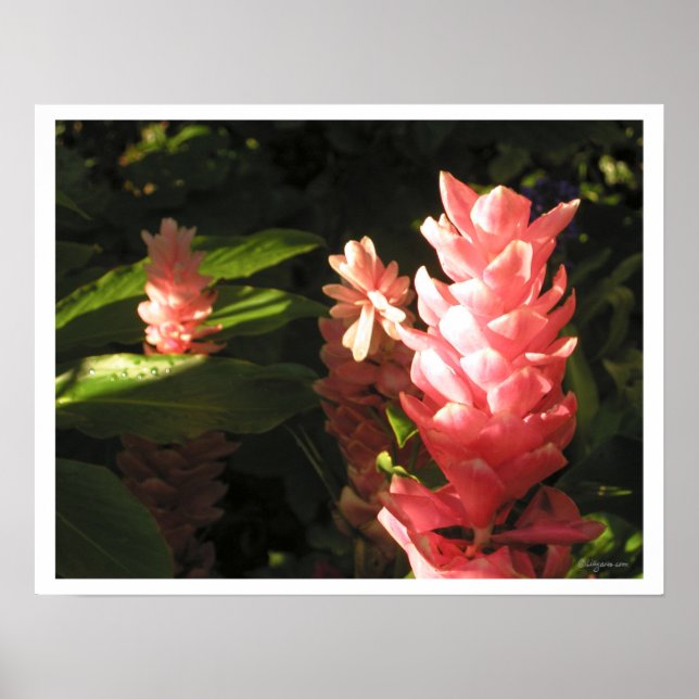Pink Ginger No Maryan Tropical Poster Print (Vorne)