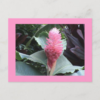 Pink Ginger Postcard Postkarte