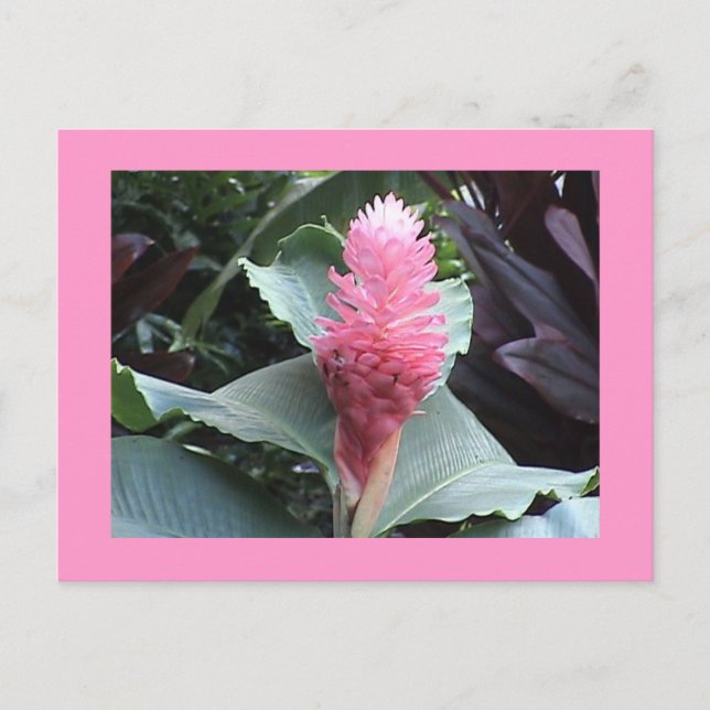 Pink Ginger Postcard Postkarte (Vorderseite)